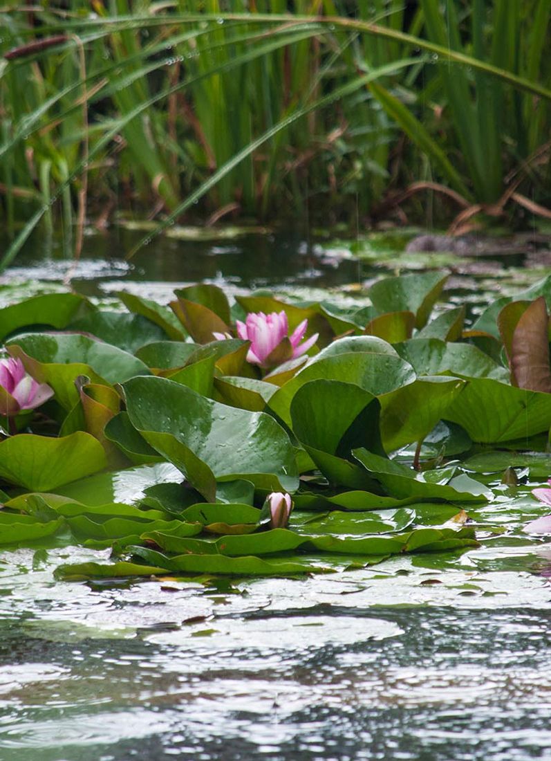 Froschkönig Gärten in Emmendingen