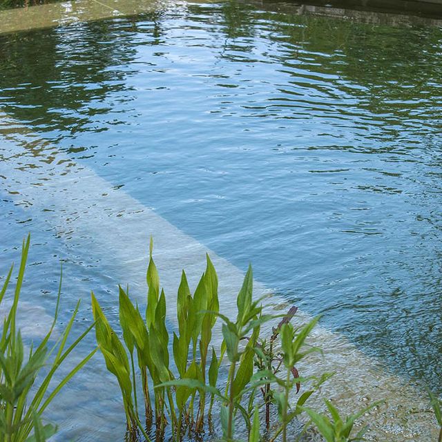 Schwimmteiche