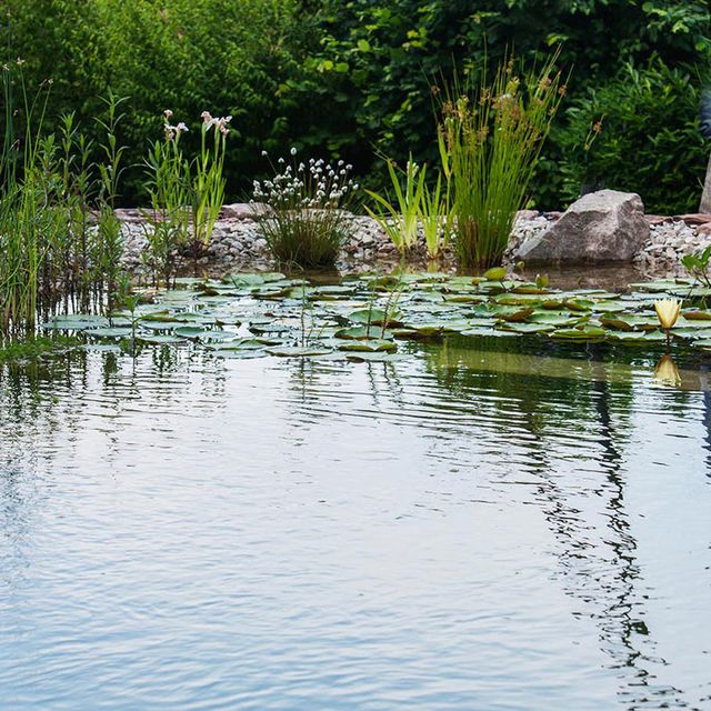 Schwimmteiche