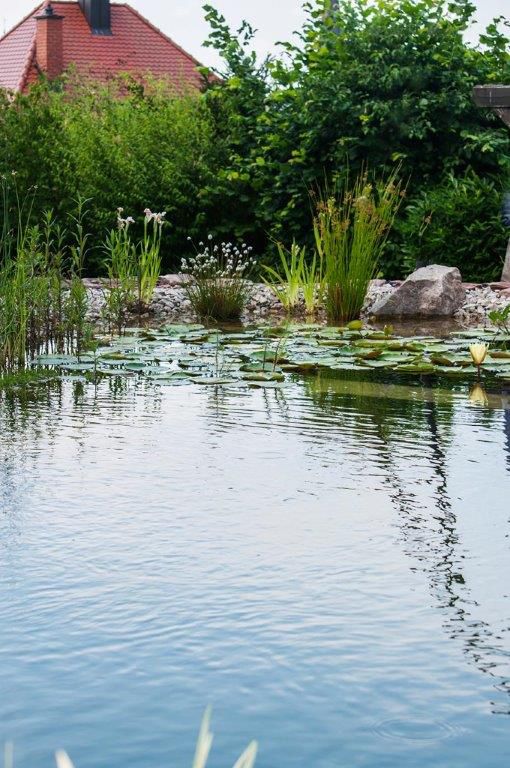 Froschkönig Gärten in Emmendingen