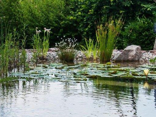 Froschkönig Gärten GmbH Teich