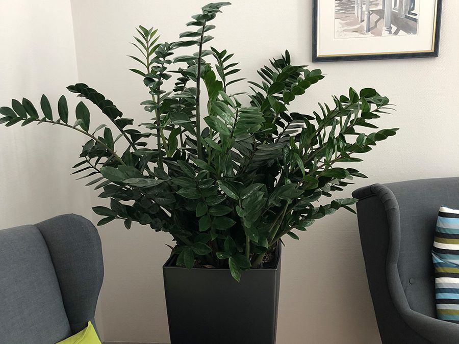 Froschkönig Gärten GmbH