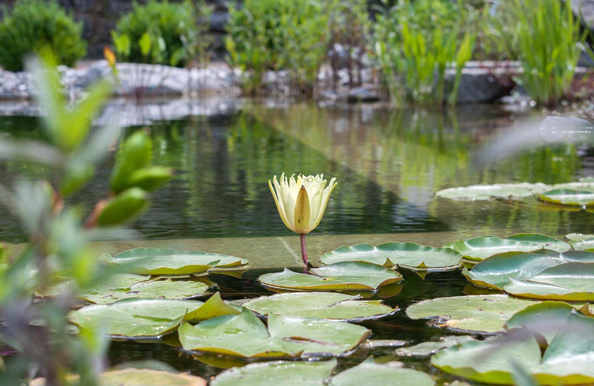 Froschkönig Gärten GmbH